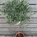 Olea europaea (Olivovník európsky) ´CIPRESSINO´ - výška 70-90 cm, kont. C5L – NA KMIENKU (-12°C)